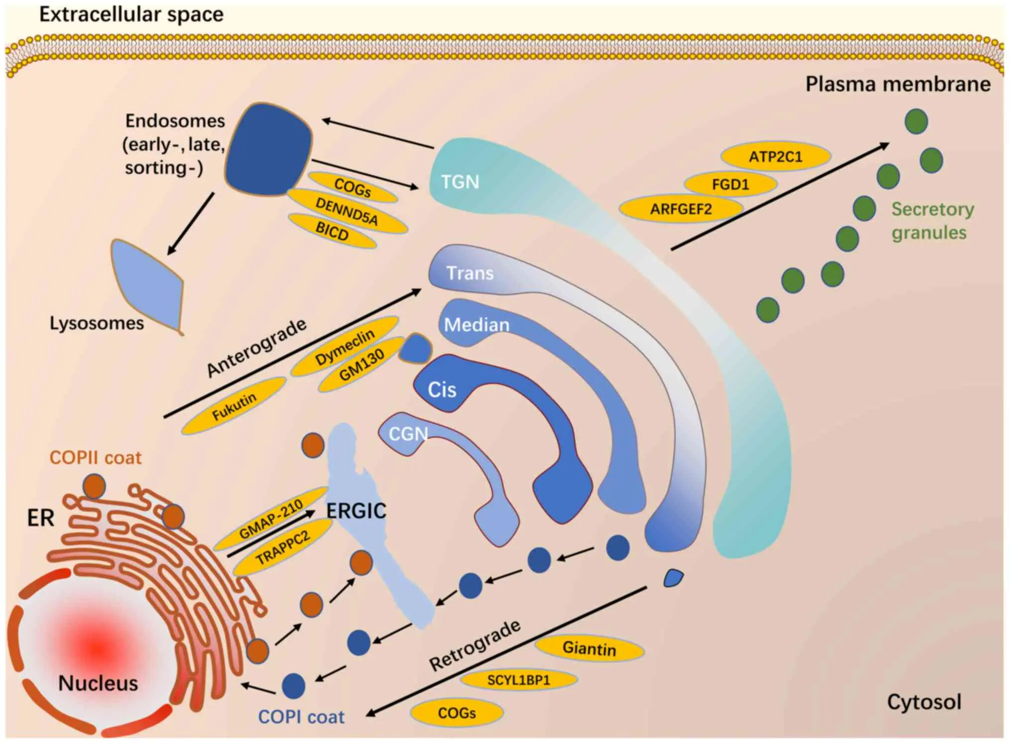 What Is Next To The Golgi Apparatus