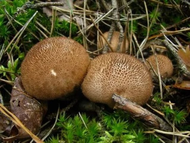 Golovach baggy (round, bag-shaped): photo and description, medicinal properties