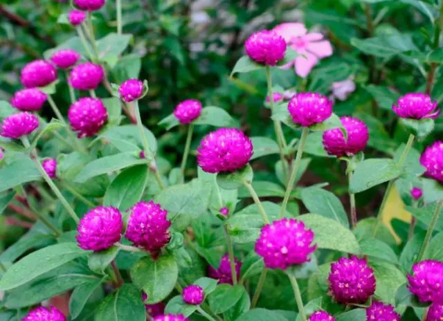 Gomphrena: photo of flowers in the flower bed and in the garden, planting and care