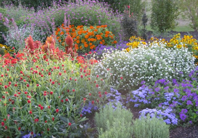 Gomphrena: photo of flowers in the flower bed and in the garden, planting and care