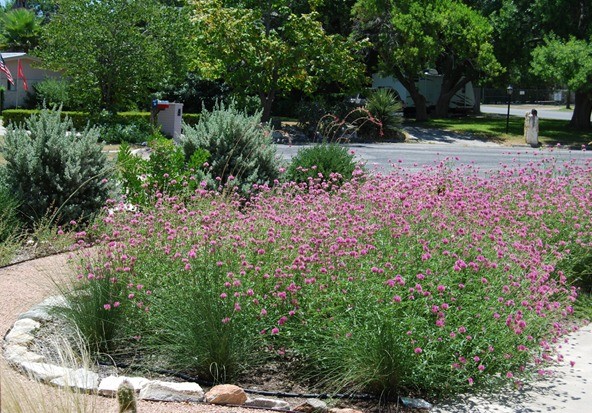 Gomphrena: photo of flowers in the flower bed and in the garden, planting and care