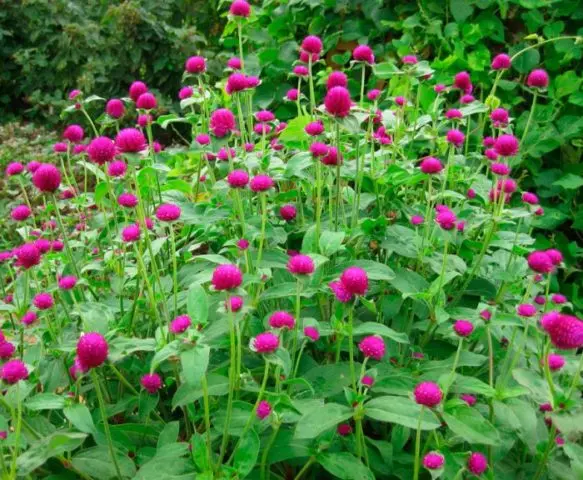 Gomphrena: photo of flowers in the flower bed and in the garden, planting and care