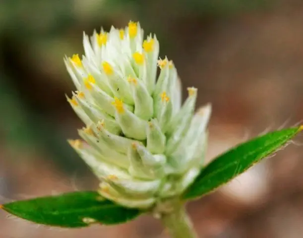 Gomphrena: photo of flowers in the flower bed and in the garden, planting and care