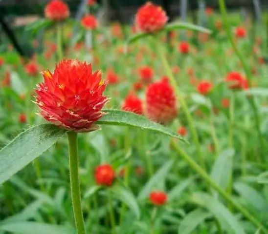 Gomphrena: photo of flowers in the flower bed and in the garden, planting and care