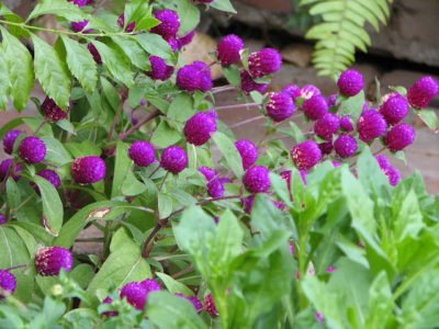 Gomphrena: photo of flowers in the flower bed and in the garden, planting and care