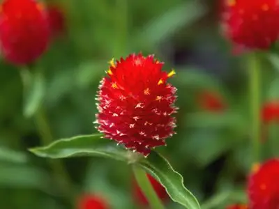 Gomphrena: photo of flowers in the flower bed and in the garden, planting and care