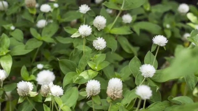 Gomphrena: photo of flowers in the flower bed and in the garden, planting and care