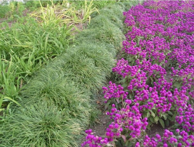 Gomphrena: photo of flowers in the flower bed and in the garden, planting and care