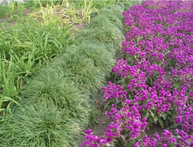 Gomphrena: photo of flowers in the flower bed and in the garden, planting and care