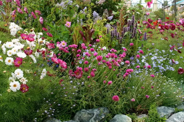 Gomphrena: photo of flowers in the flower bed and in the garden, planting and care