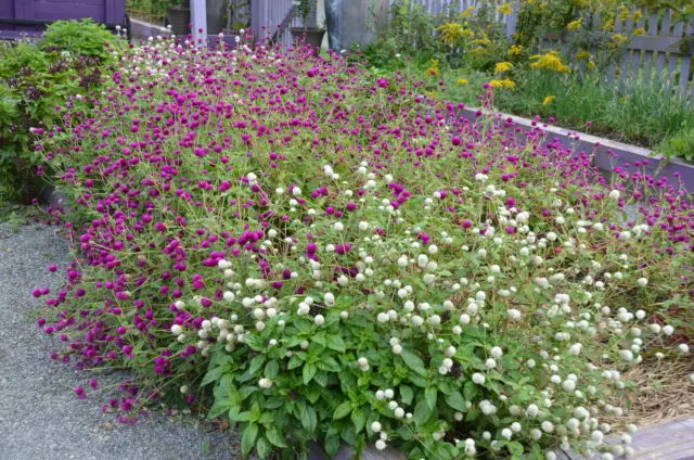 Gomphrena: photo of flowers in the flower bed and in the garden, planting and care