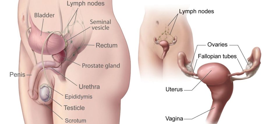 Gonada &#8211; female, male, gonadal sex