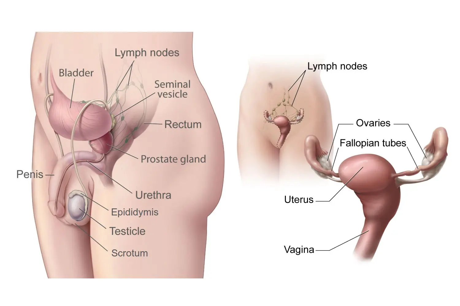 Gonada &#8211; female, male, gonadal sex