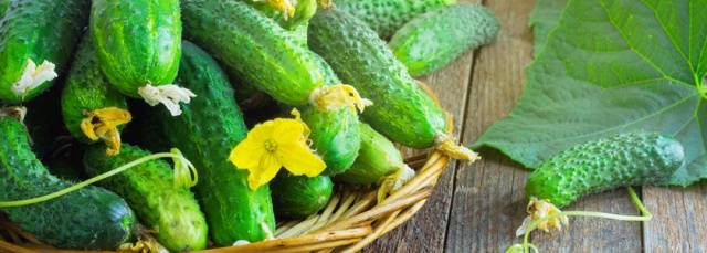 Good day to sow cucumber seeds