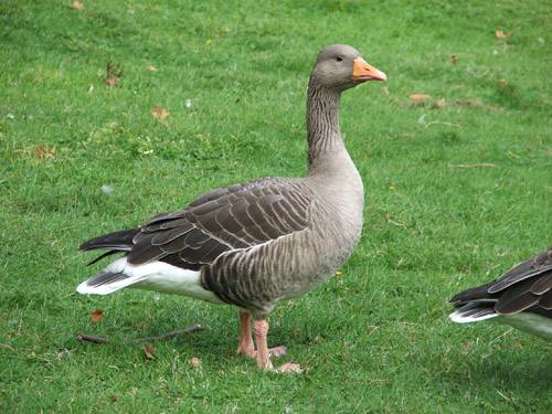 Goose breeds with photos and names