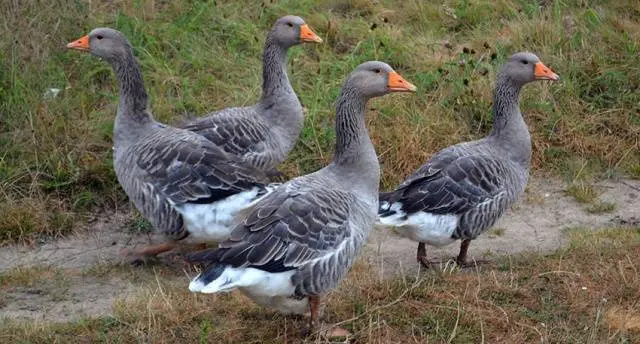 Goose breeds with photos and names