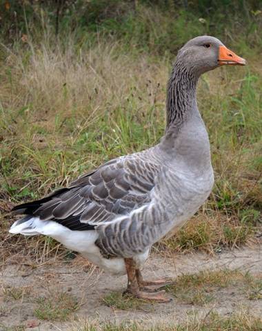 Goose breeds with photos and names