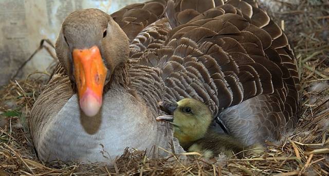 Goose breeds with photos and names