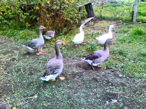 Goose breeds with photos and names