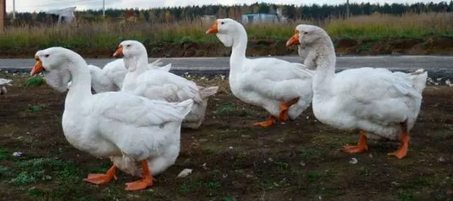 Goose breeds with photos and names