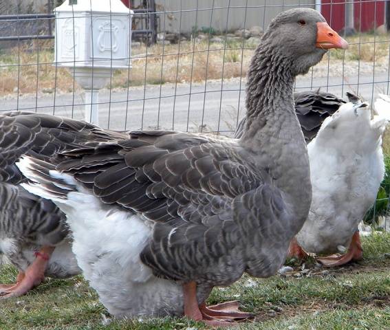 Goose breeds with photos and names