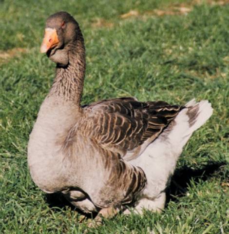 Goose breeds with photos and names