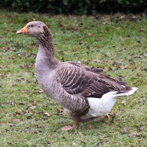 Goose breeds with photos and names