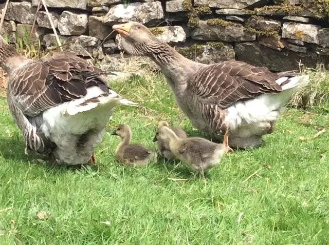 Goose breeds with photos and names