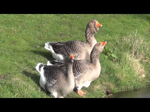 Goose breeds with photos and names