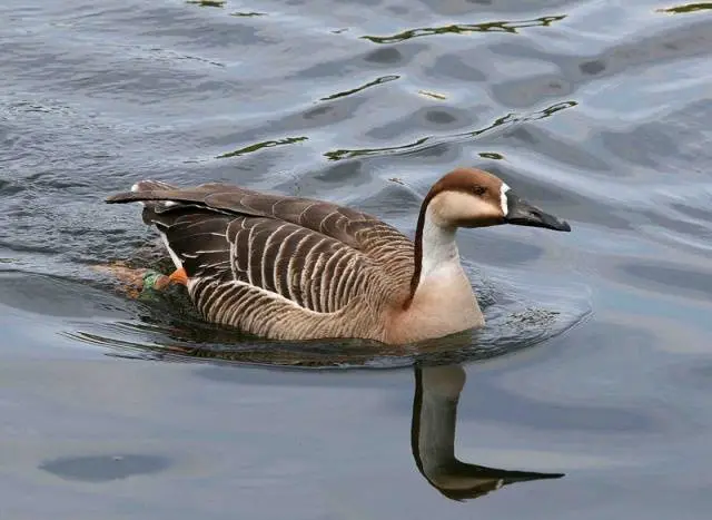 Goose breeds with photos and names