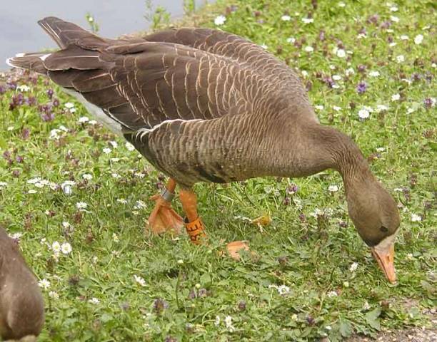 Goose breeds with photos and names