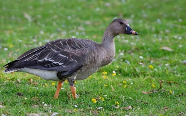 Goose breeds with photos and names