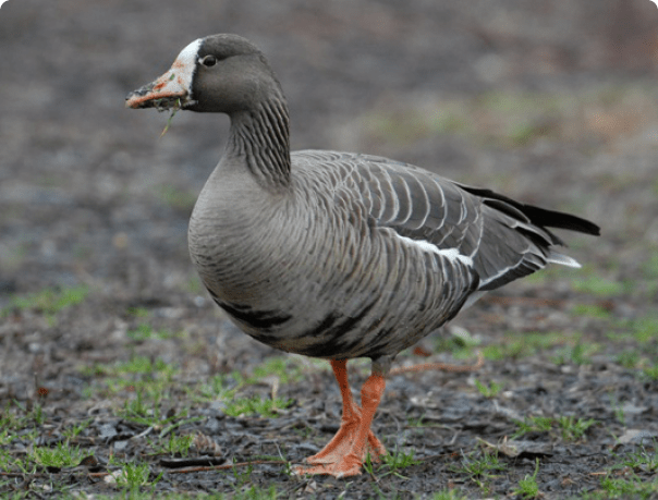 Goose breeds with photos and names