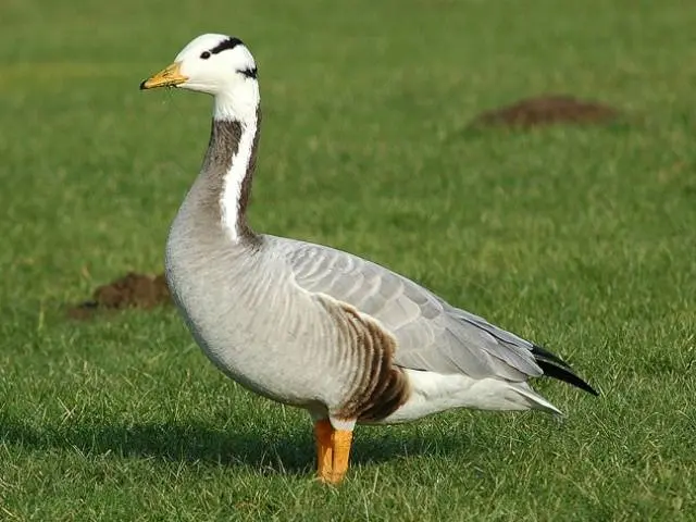 Goose breeds with photos and names