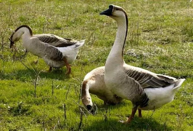 Goose breeds with photos and names