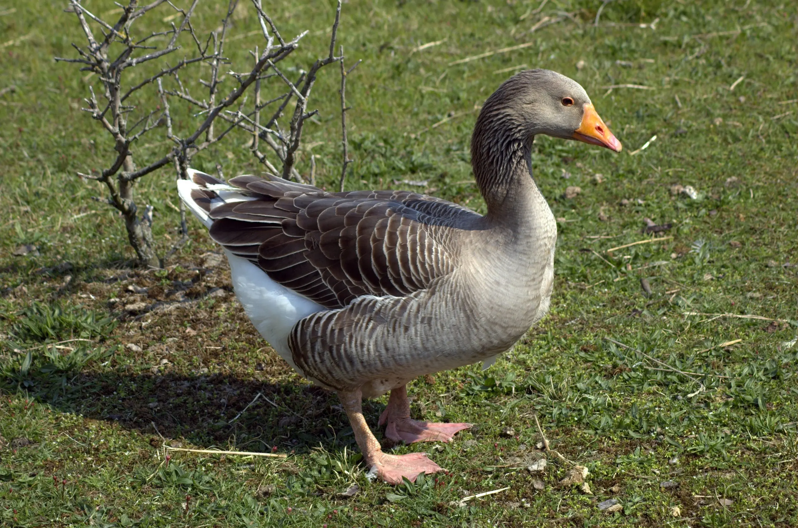 Goose breeds with photos and names