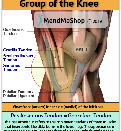 Goose foot: characteristics and injuries