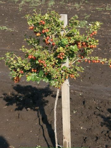 Gooseberries on a trunk: photos, reviews, growing rules