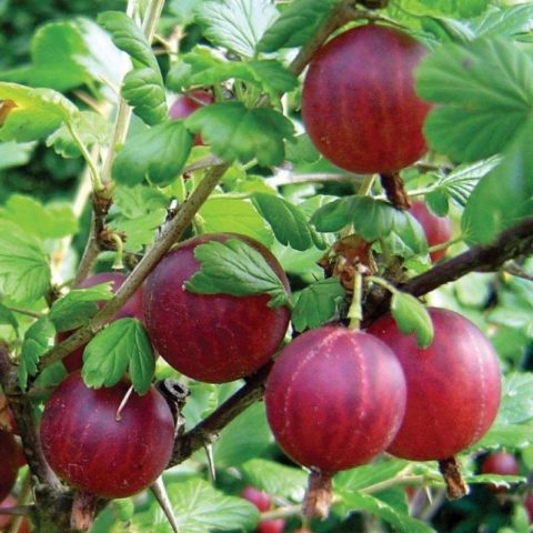 Gooseberries on a trunk: photos, reviews, growing rules