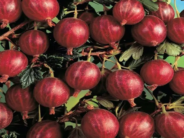 Gooseberries on a trunk: photos, reviews, growing rules