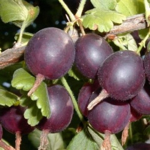 Gooseberries on a trunk: photos, reviews, growing rules