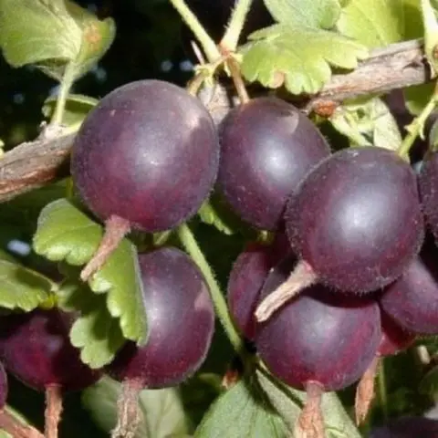 Gooseberries on a trunk: photos, reviews, growing rules