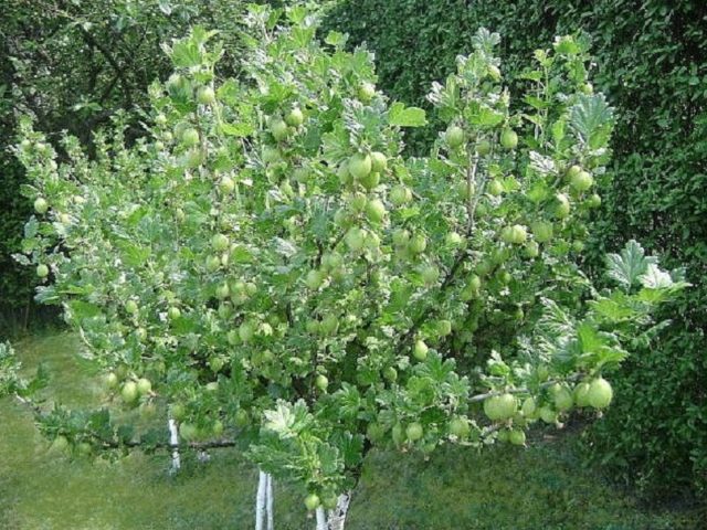 Gooseberries on a trunk: photos, reviews, growing rules