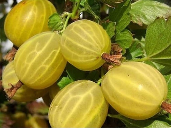 Gooseberries on a trunk: photos, reviews, growing rules