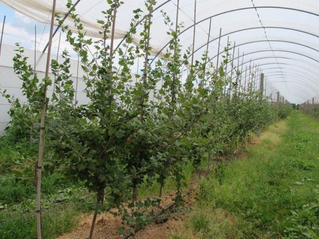 Gooseberries on a trunk: photos, reviews, growing rules