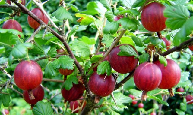 Gooseberries: spring care, advice from experienced gardeners