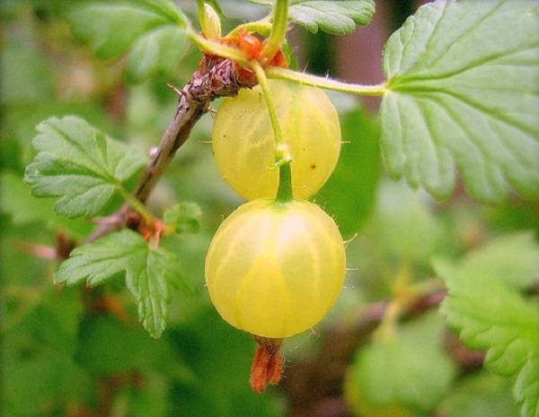 Gooseberry Amber