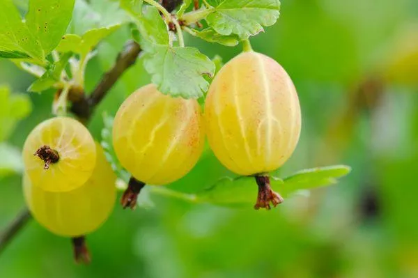 Gooseberry Amber