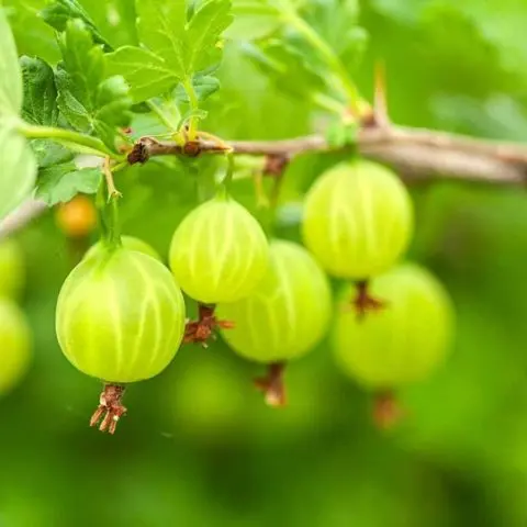 Gooseberry Belarusian sugar: characteristics and description of the variety