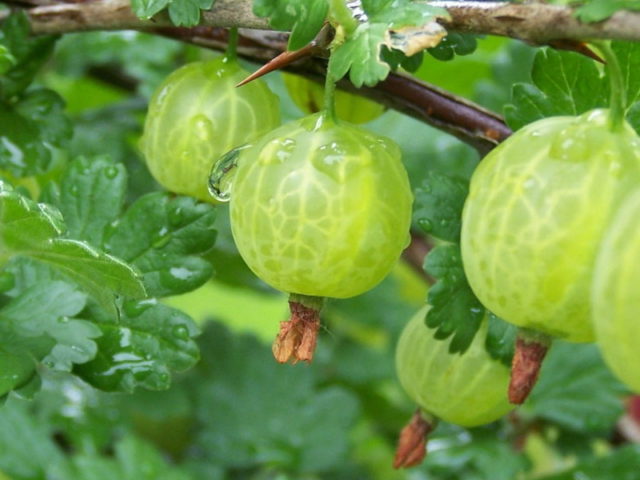 Gooseberry Belarusian sugar: characteristics and description of the variety